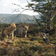 Image for article titled International Lion King trailer features a "Can You Feel The Love Tonight" clip